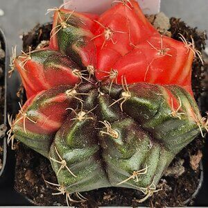 Gymnocalycium Mihanovichii Variegated Cactus Cacti Plant Red and Green #7733